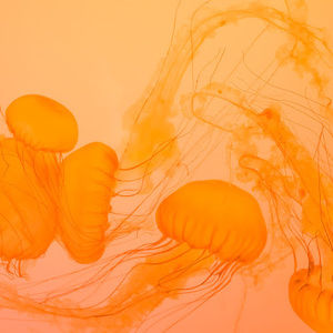 Meet your Posher, Kay